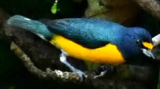 White-vented Euphonia