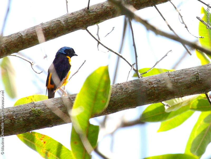 Golden-rumped Euphonia male adult