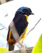 Golden-rumped Euphonia