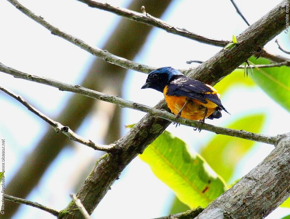 Golden-rumped Euphonia male adult