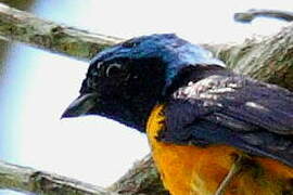 Golden-rumped Euphonia