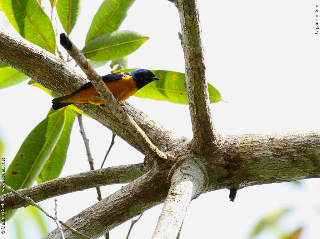 Golden-rumped Euphonia male adult