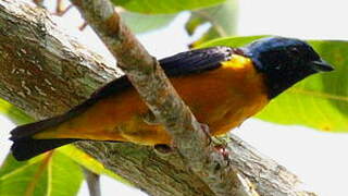 Golden-rumped Euphonia