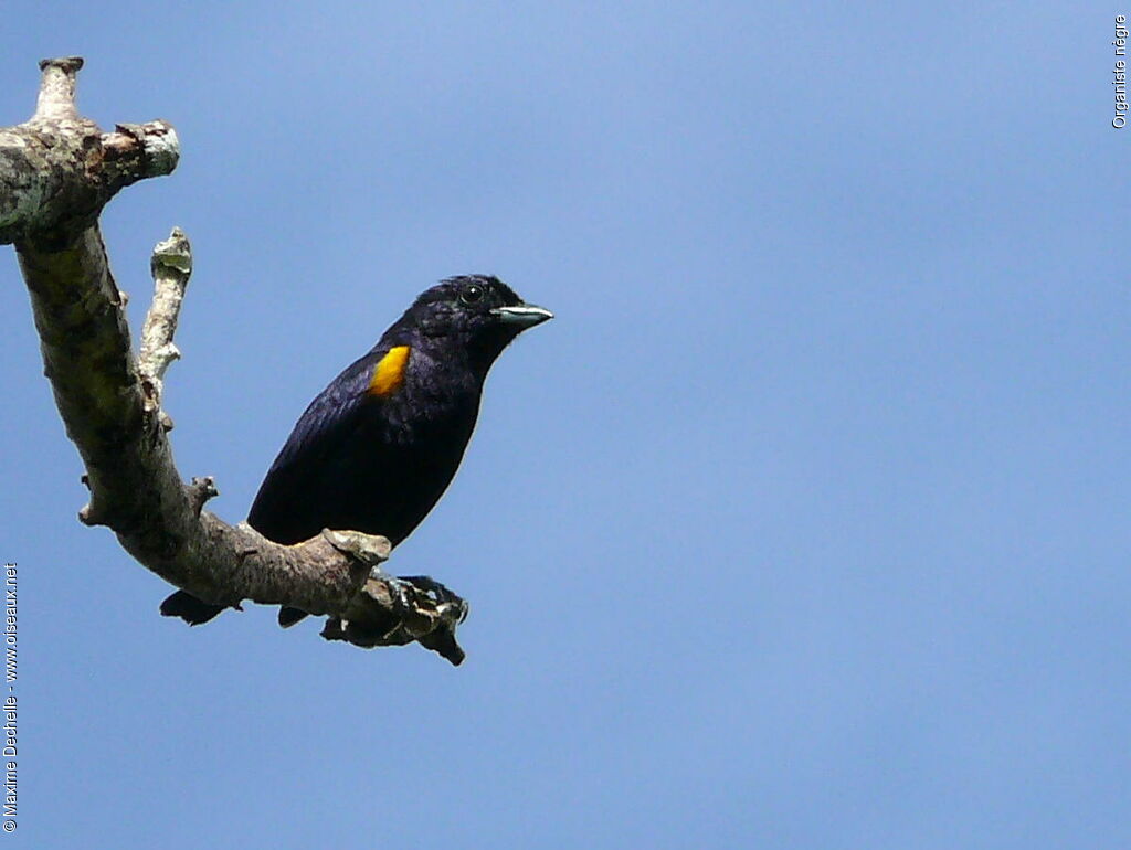 Golden-sided Euphonia male adult