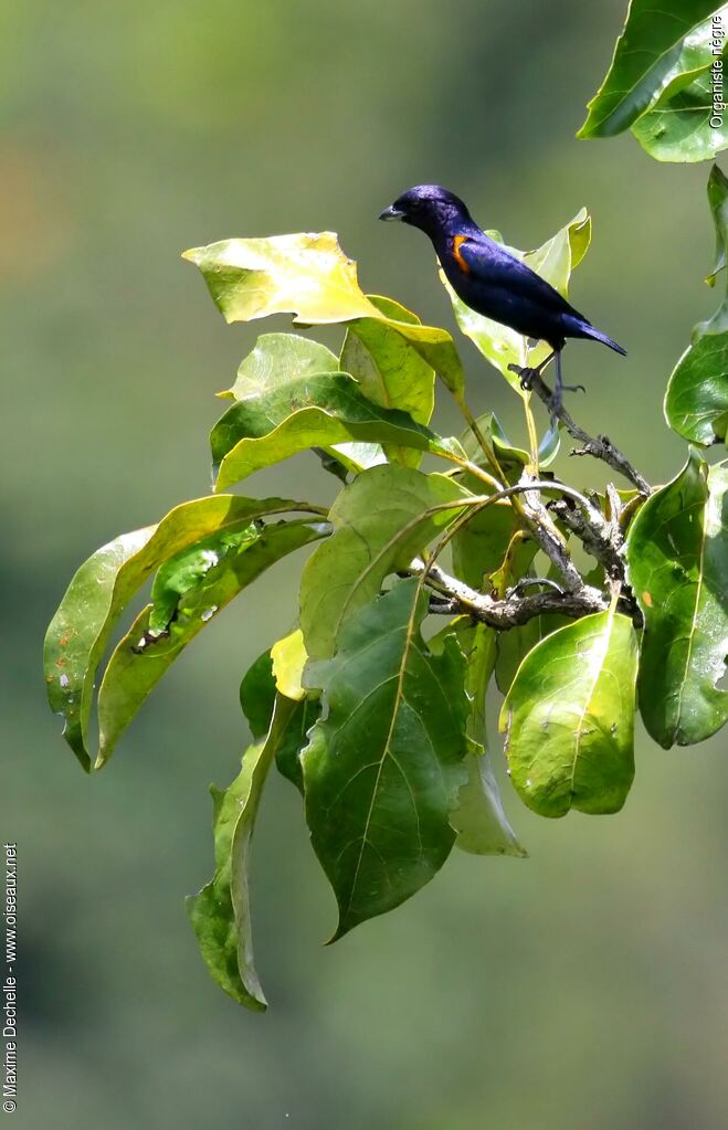 Golden-sided Euphonia male adult