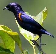 Golden-sided Euphonia