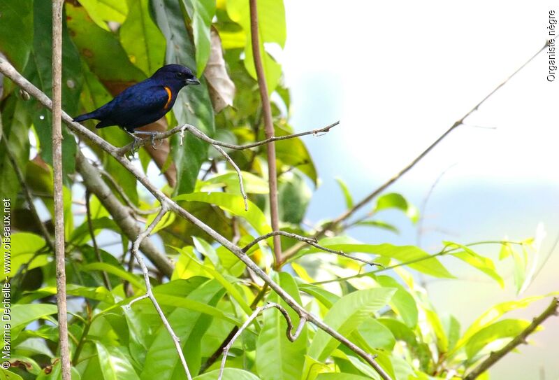 Golden-sided Euphonia male adult
