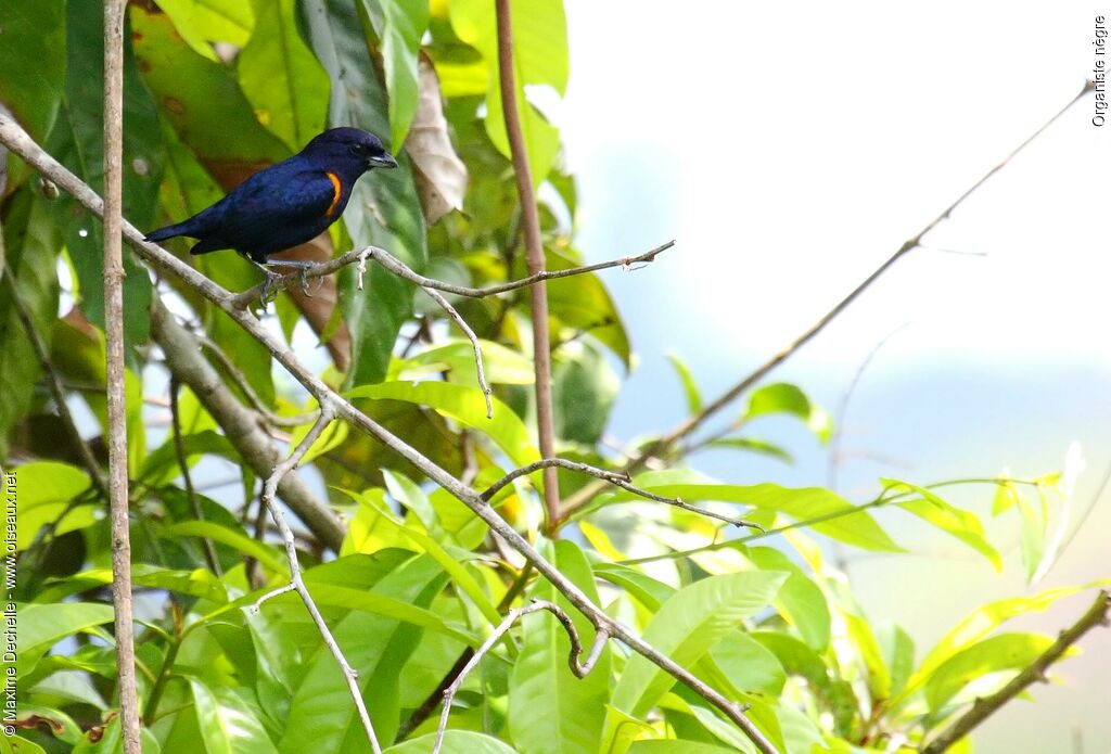 Golden-sided Euphonia male adult