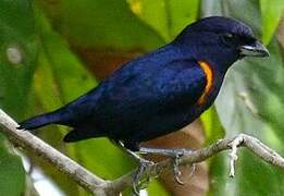 Golden-sided Euphonia