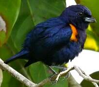 Golden-sided Euphonia