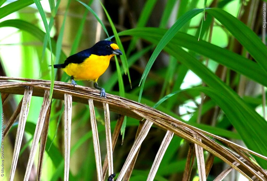 Violaceous Euphonia male adult