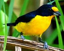 Violaceous Euphonia