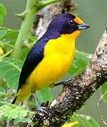 Violaceous Euphonia