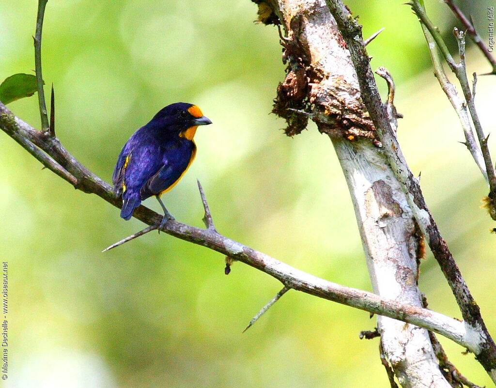 Violaceous Euphonia male adult