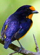 Violaceous Euphonia