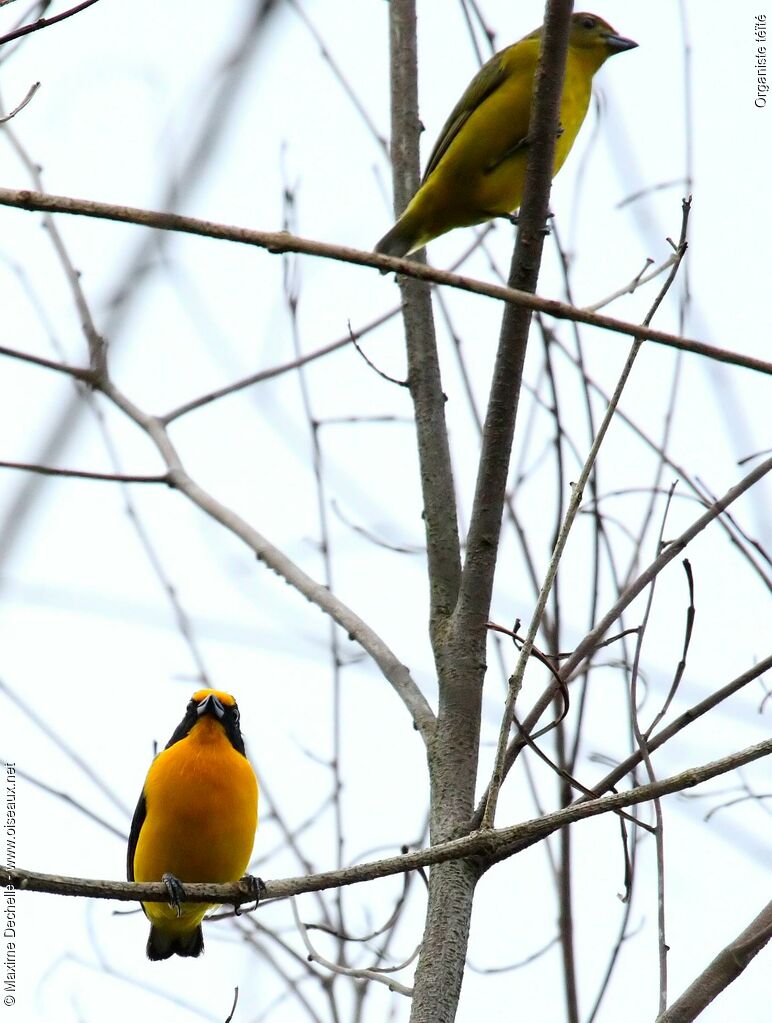 Violaceous Euphonia 