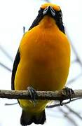 Violaceous Euphonia