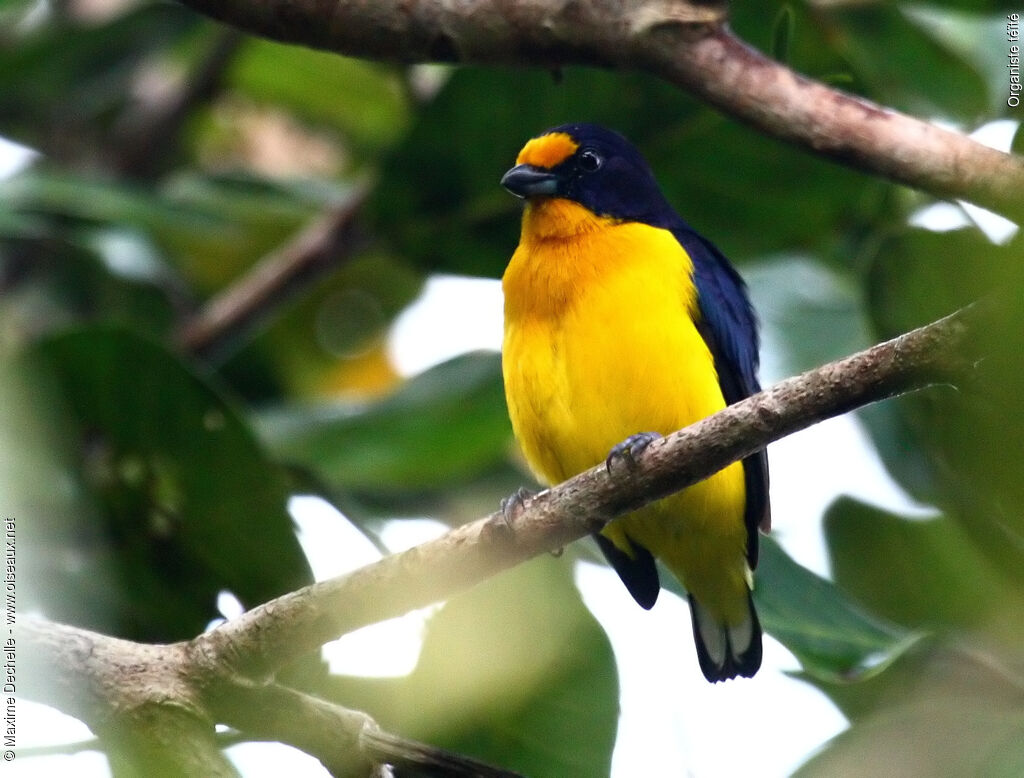 Violaceous Euphonia male adult, identification