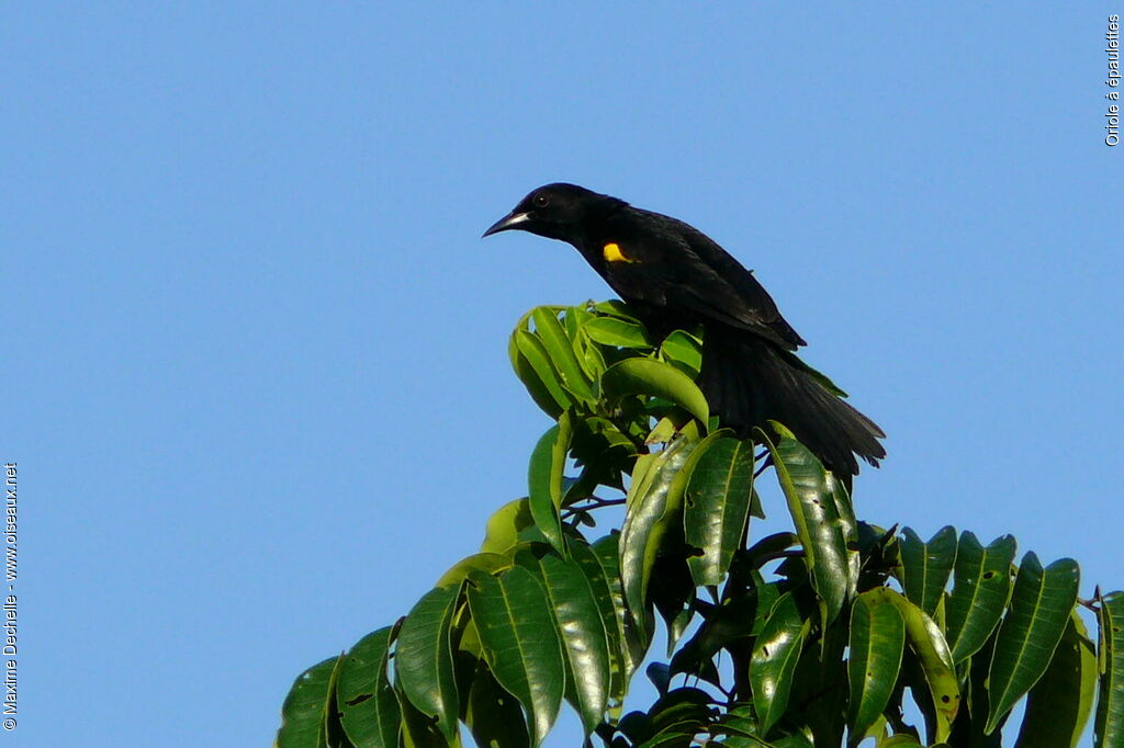 Oriole à épaulettesadulte, identification