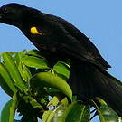 Oriole à épaulettes