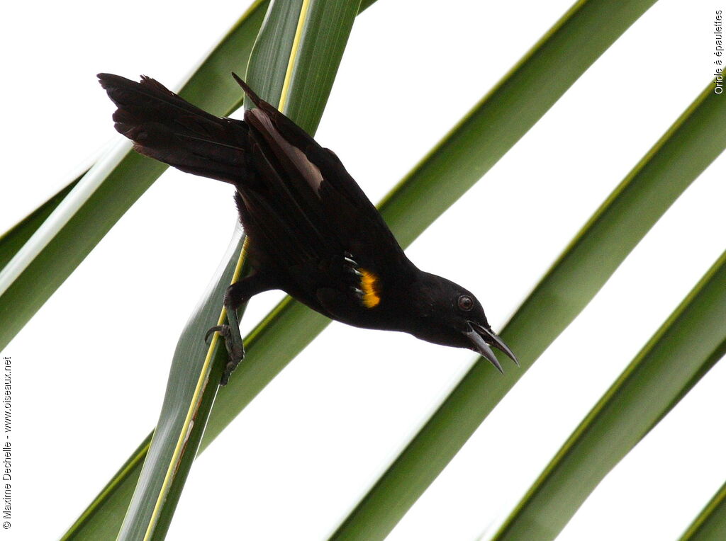 Epaulet Oriole, identification, Behaviour