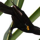 Oriole à épaulettes