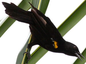 Oriole à épaulettes