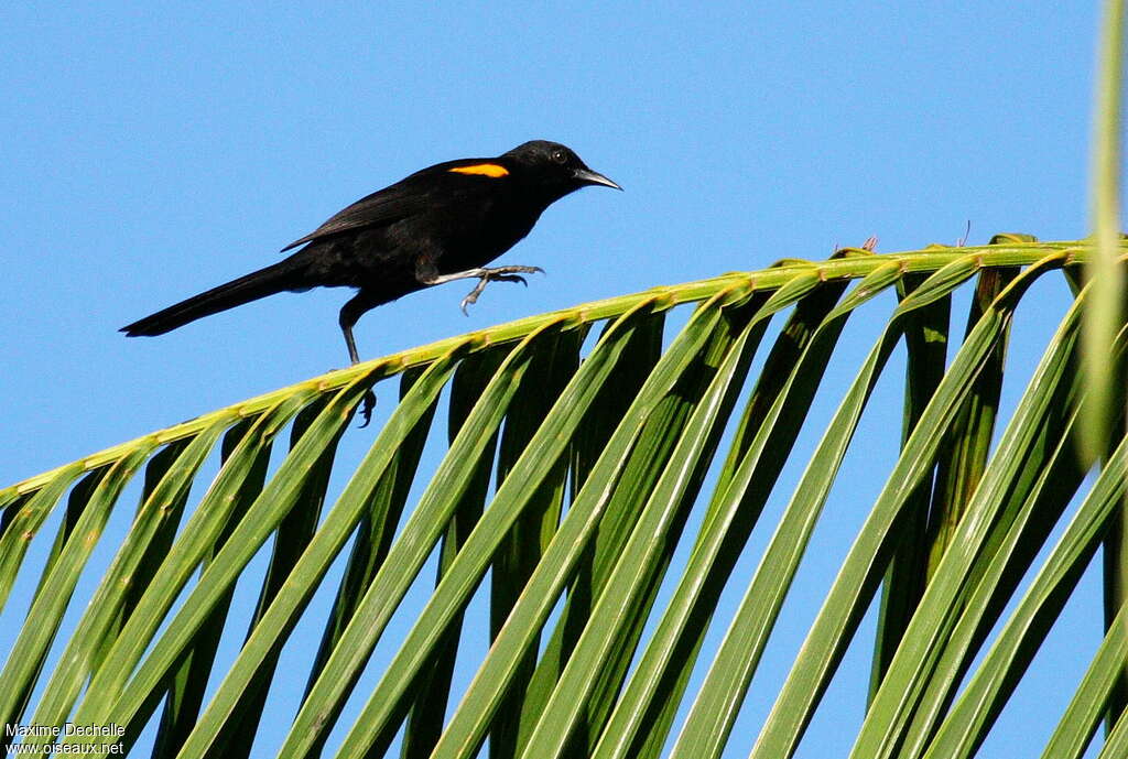 Oriole à épaulettesadulte, Comportement