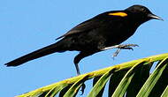 Oriole à épaulettes