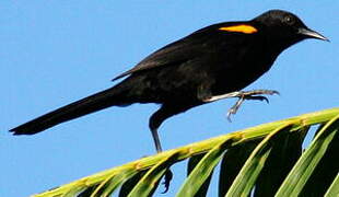 Oriole à épaulettes