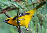 Oriole jaune