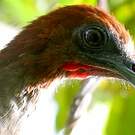 Ortalide motmot