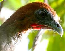 Little Chachalaca