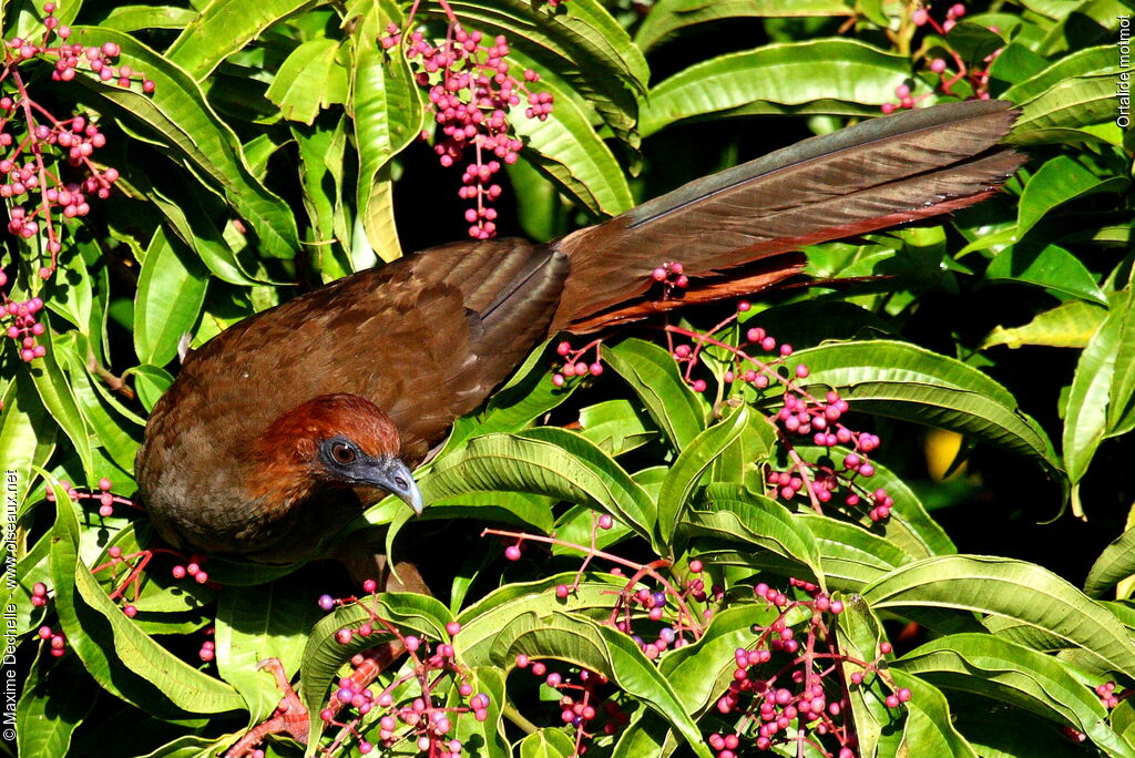 Ortalide motmot, identification, régime