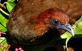 Little Chachalaca