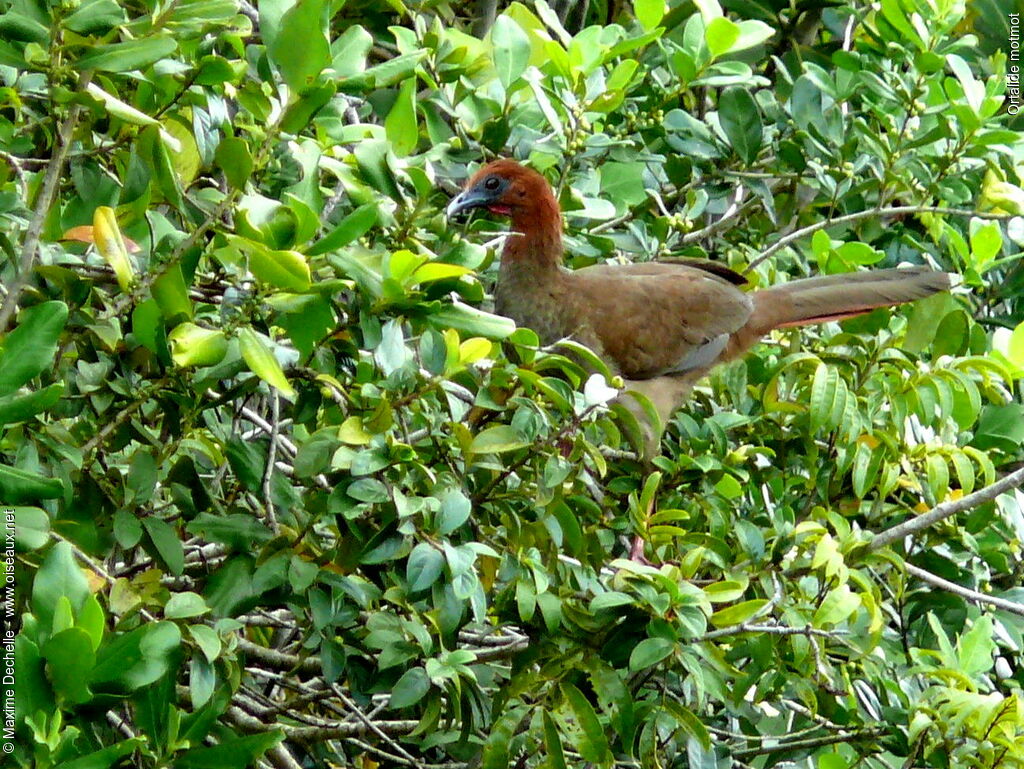 Little Chachalaca