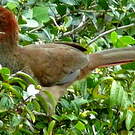 Ortalide motmot