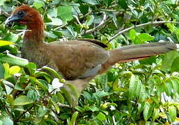 Little Chachalaca