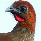Ortalide motmot