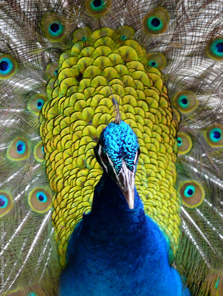 Indian Peafowl male adult