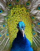 Indian Peafowl