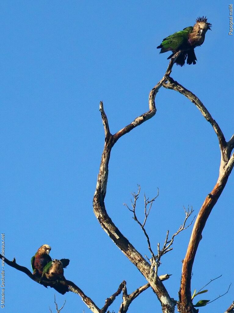 Red-fan Parrot adult, Behaviour