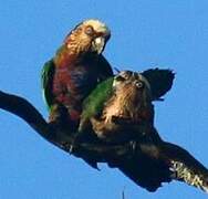 Red-fan Parrot