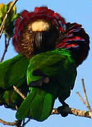 Red-fan Parrot