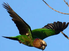 Red-fan Parrot