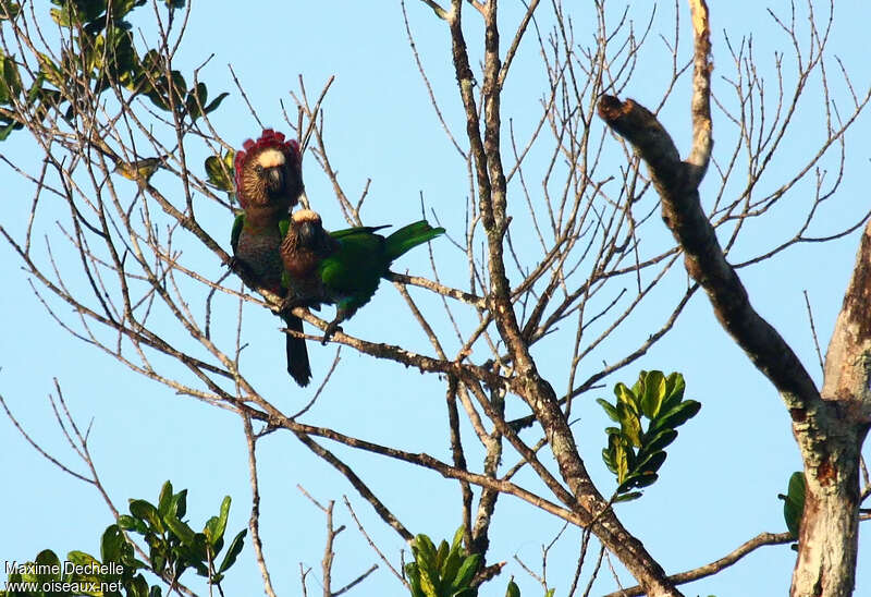 Red-fan Parrotadult, courting display, Behaviour