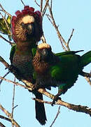 Red-fan Parrot