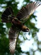 Red-fan Parrot