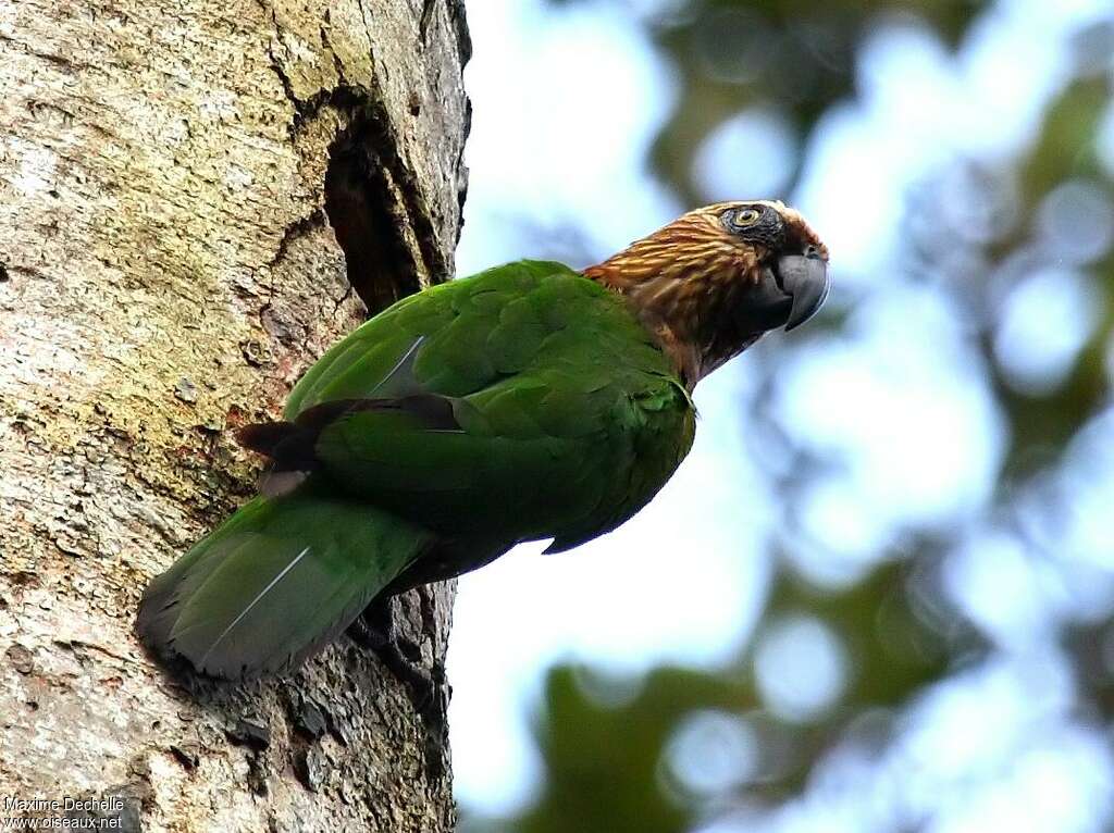 Red-fan Parrotadult, Reproduction-nesting