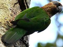 Red-fan Parrot